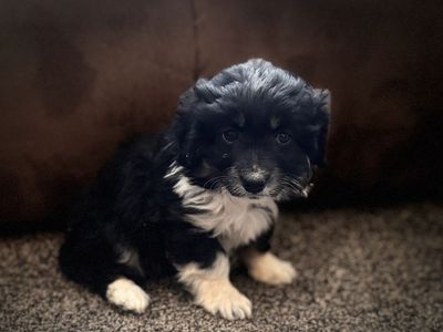 Mini Aussiedoodle Male