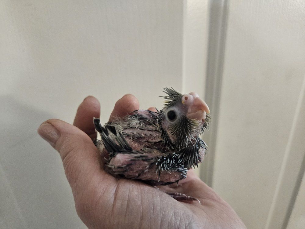 Baby Cockatiel for Hand Feeding