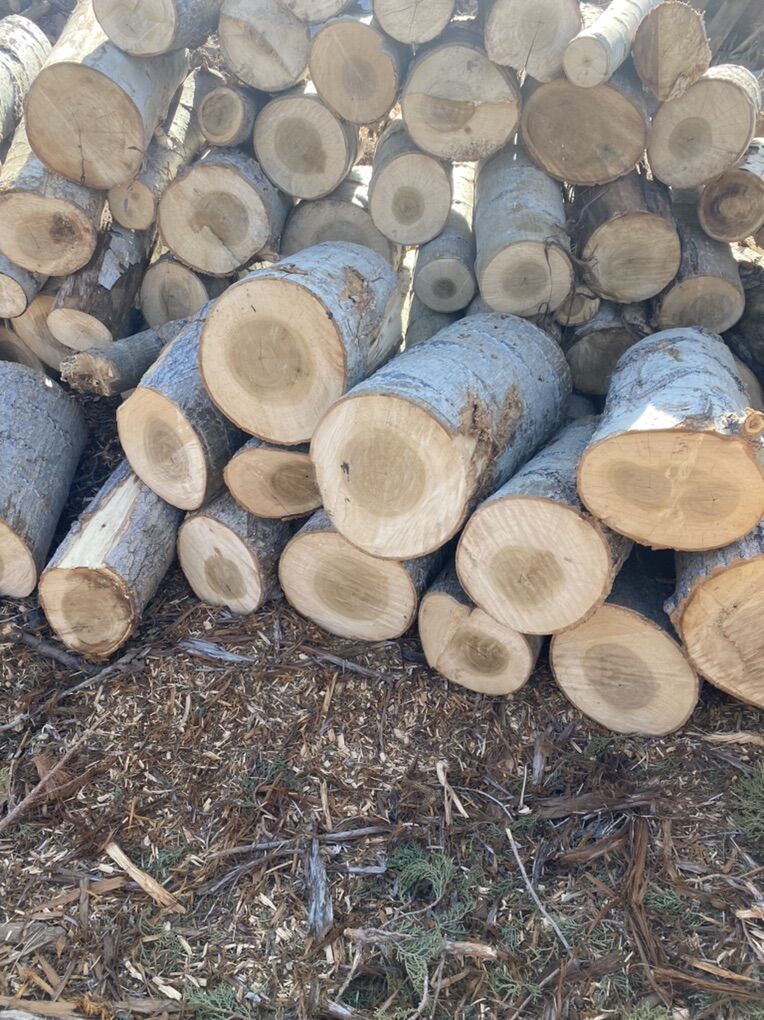 Wood Logs Rounds And Cookies