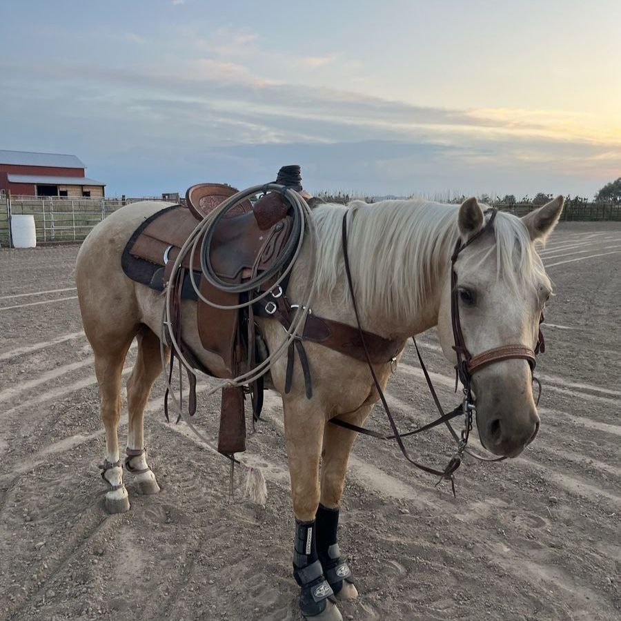 6 YEAR OLD GRADE PALOMINO FOR SALE