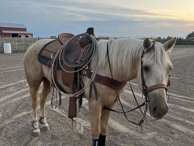 6 YEAR OLD GRADE PALOMINO FOR SALE