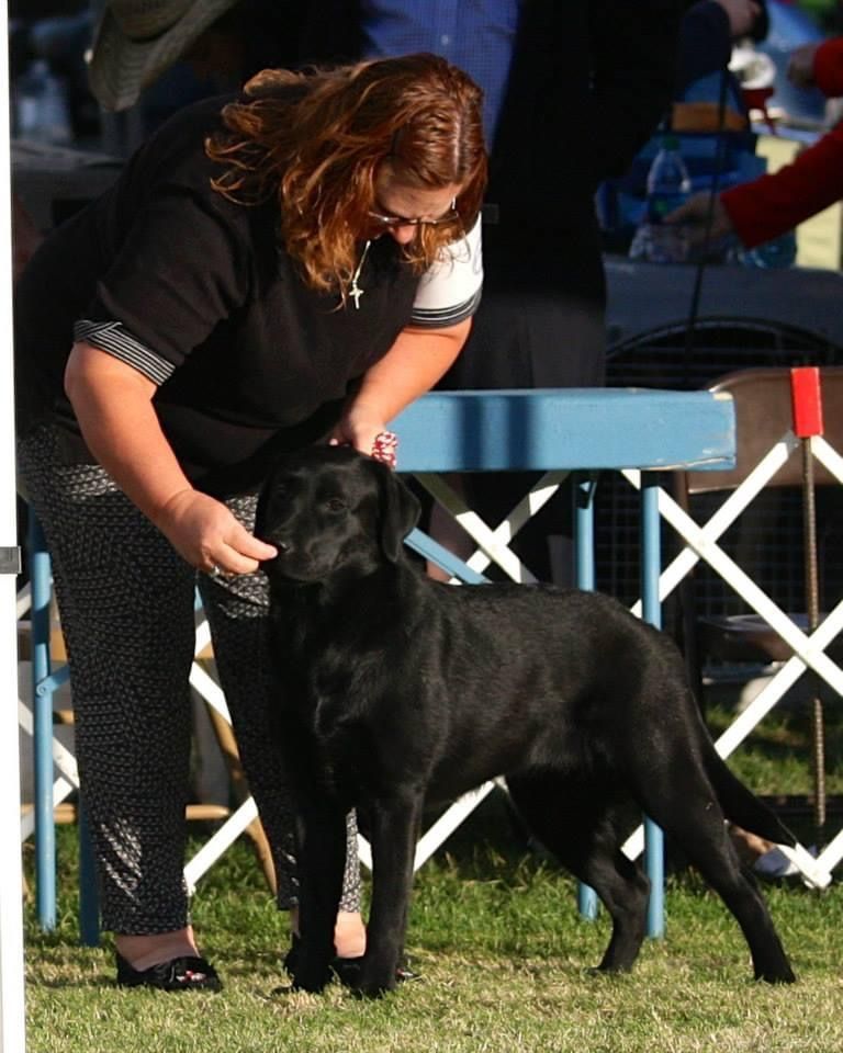Labradors 2 females available
