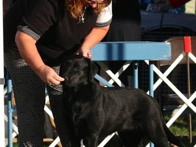 Labradors 2 females available