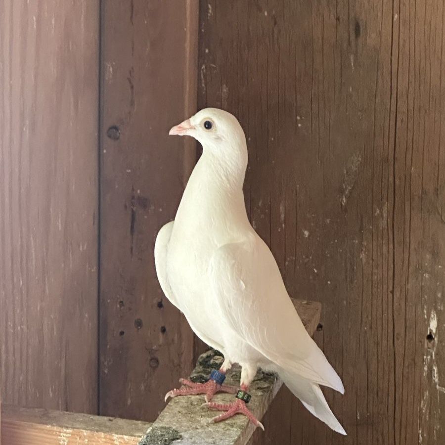 White Young Homing Pigeons - Never Flown 