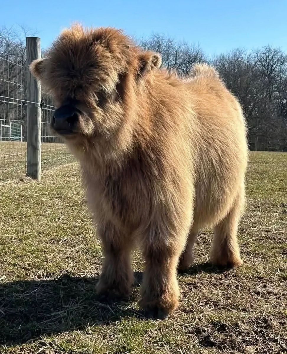 True Micro & Mini Highland Calves – The Ultimate Pasture Pets