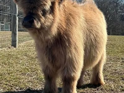 True Micro & Mini Highland Calves – The Ultimate Pasture Pets