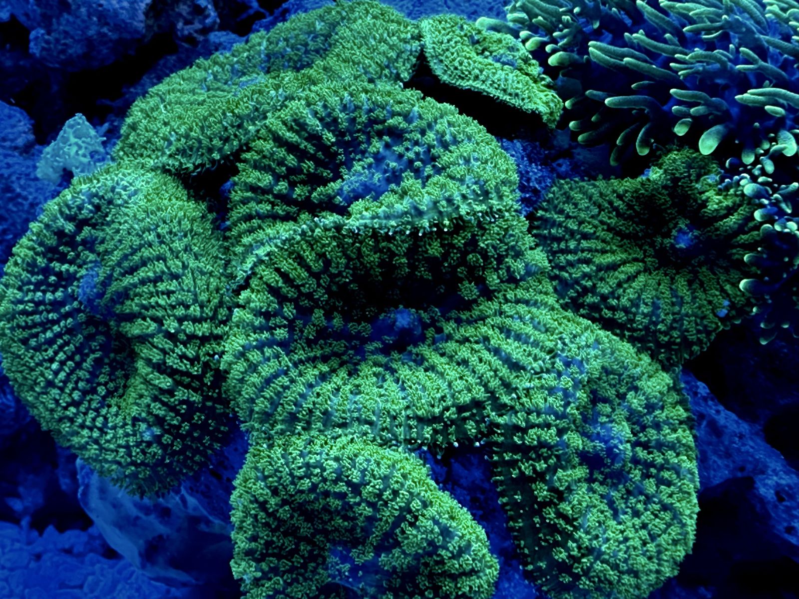 Green Rhodactus