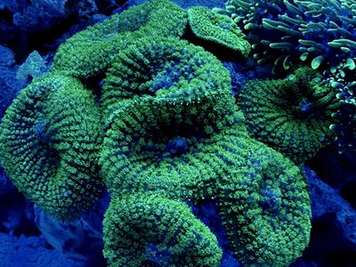 Green Rhodactus