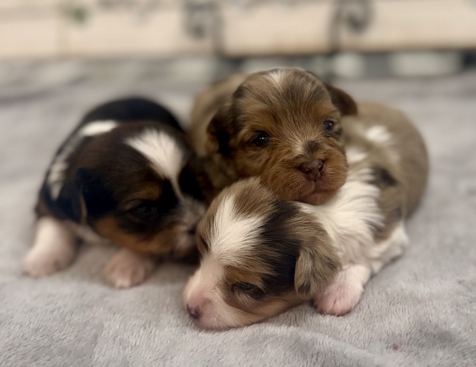 Purebred Yorkie Puppies