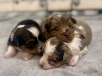 Purebred Yorkie Puppies
