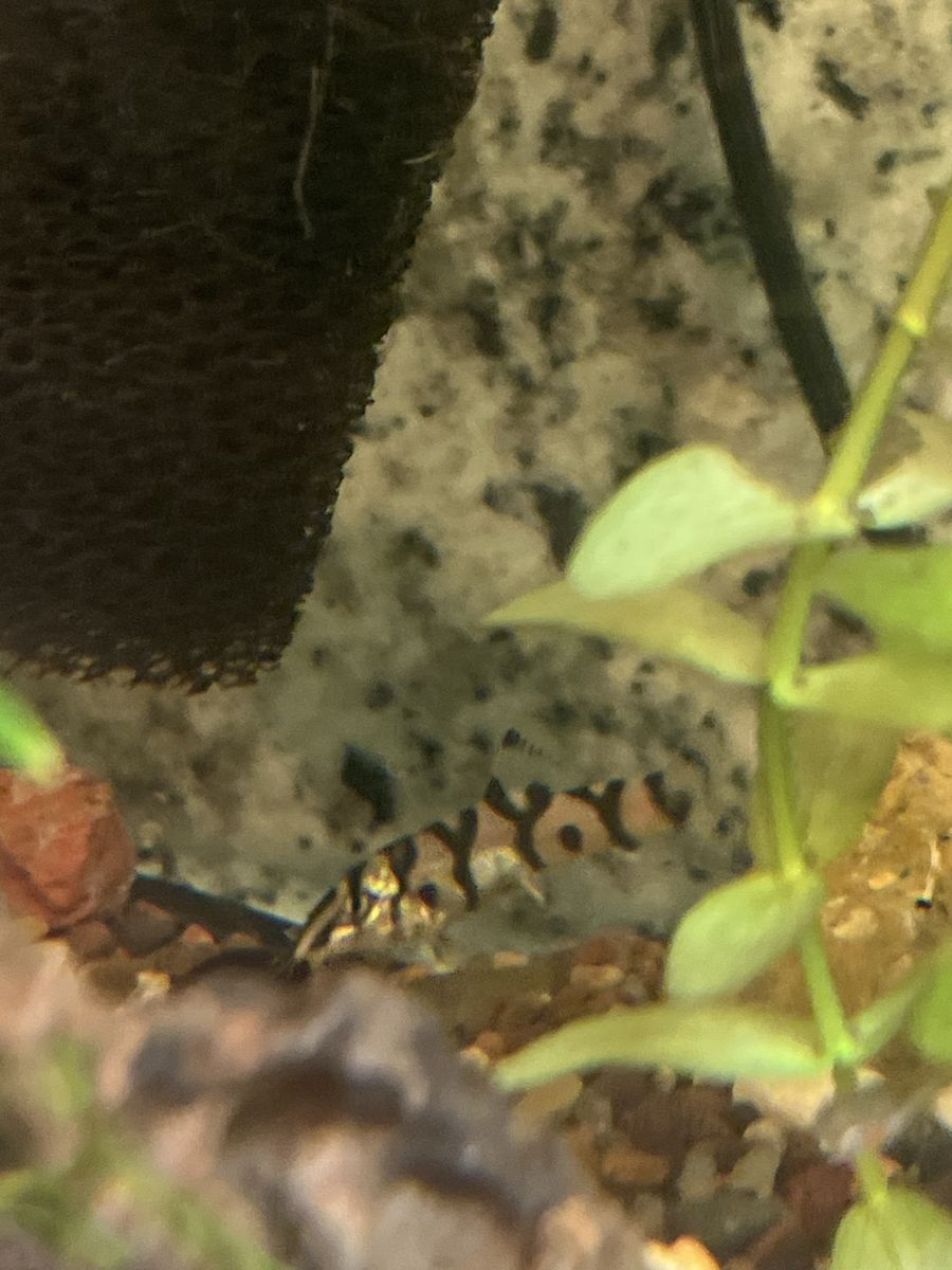 Yoyo Loach 