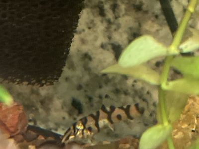 Yoyo Loach