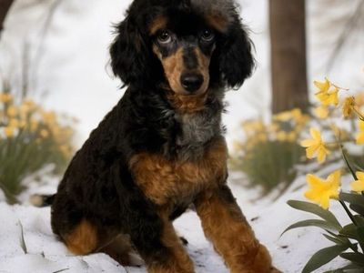 AKC Registered Blue Merle Phantom Toy Poodle Stud