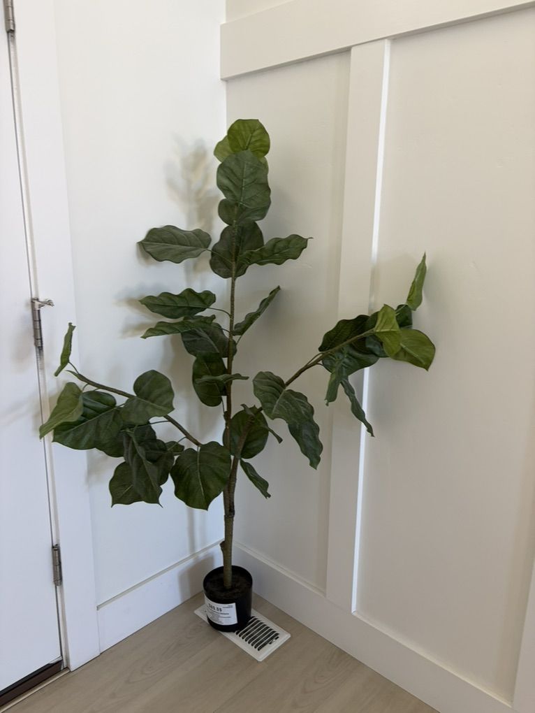 Fiddle tree