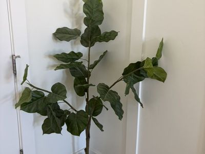 Fiddle tree