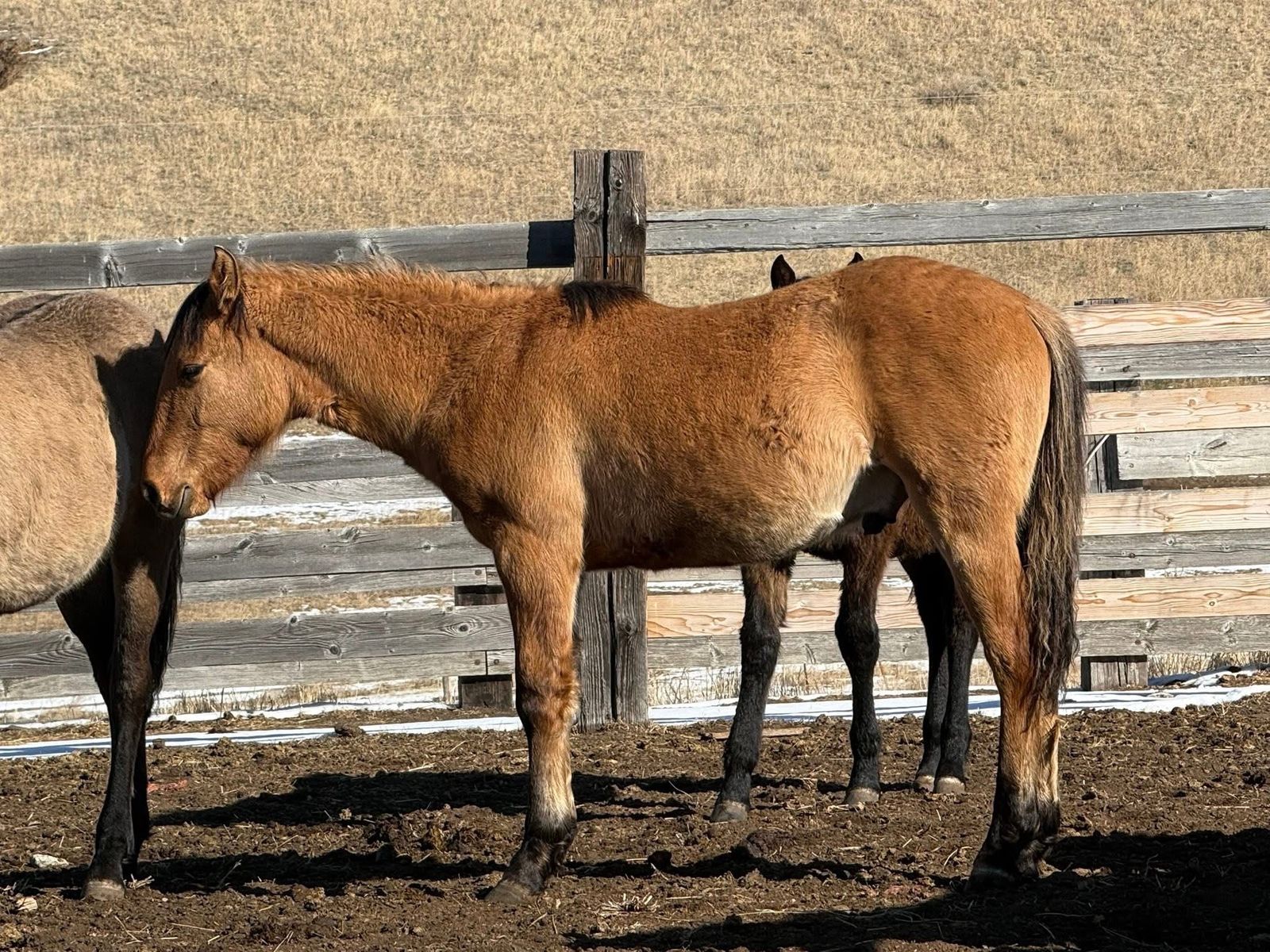 2025 1/4 Draft Buckskin Stud Colt