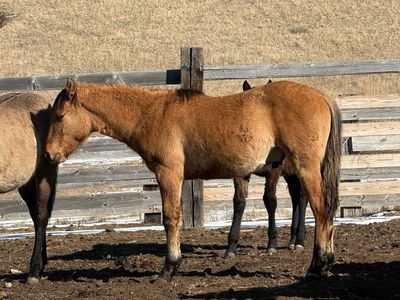 2025 1/4 Draft Buckskin Stud Colt