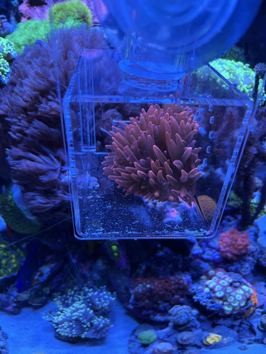 Red / Black Bubble Tip Anemone for Sale
