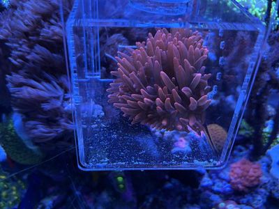 Red / Black Bubble Tip Anemone for Sale