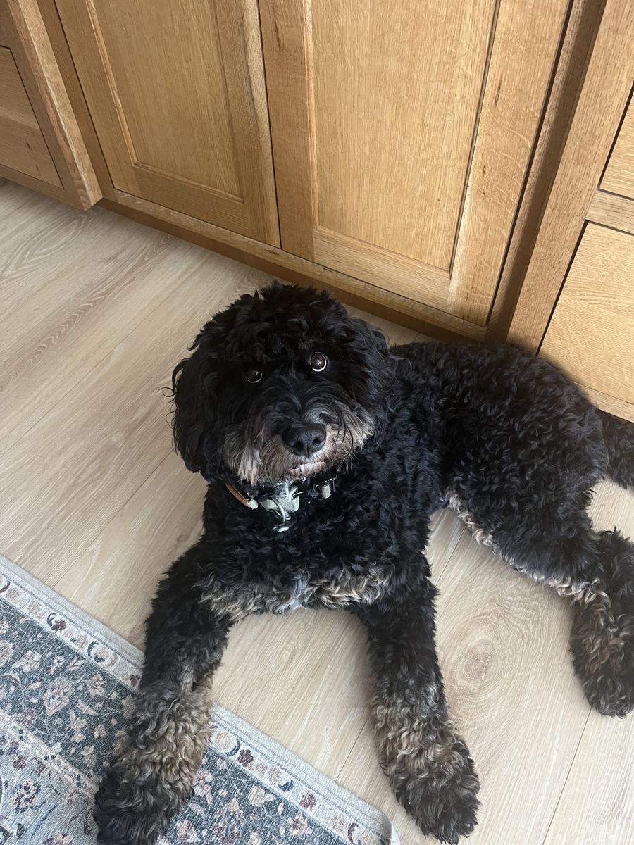 2 YO Spayed Female Bernedoodle