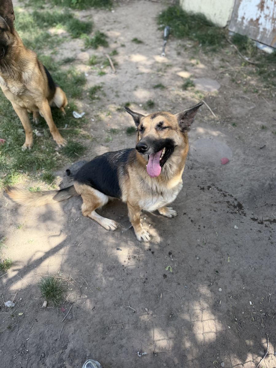 Free rehome German Shepherd