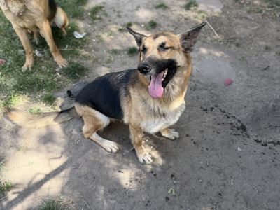 Free rehome German Shepherd