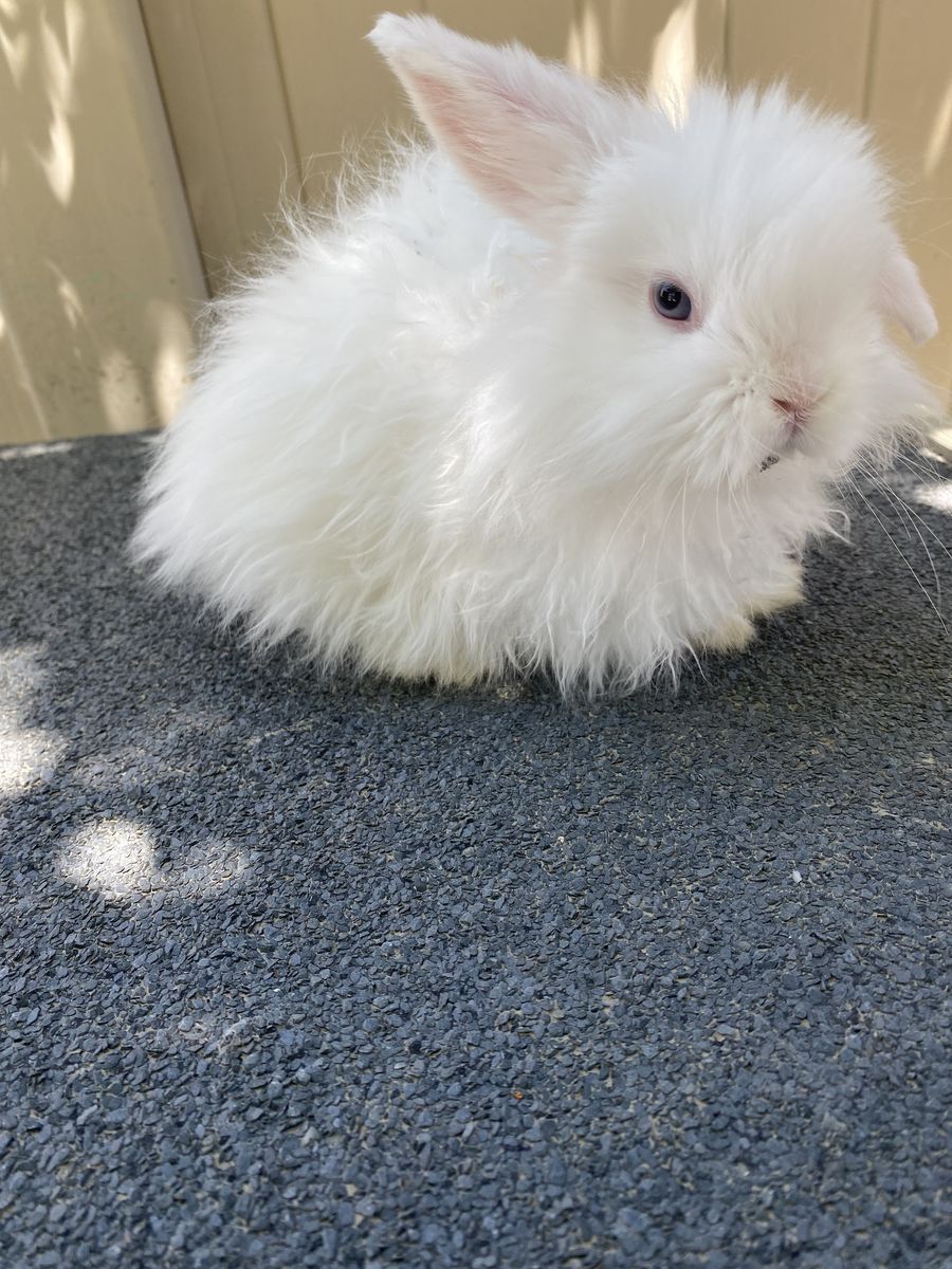 2 Holland Lop Does