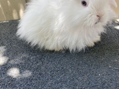 2 Holland Lop Does