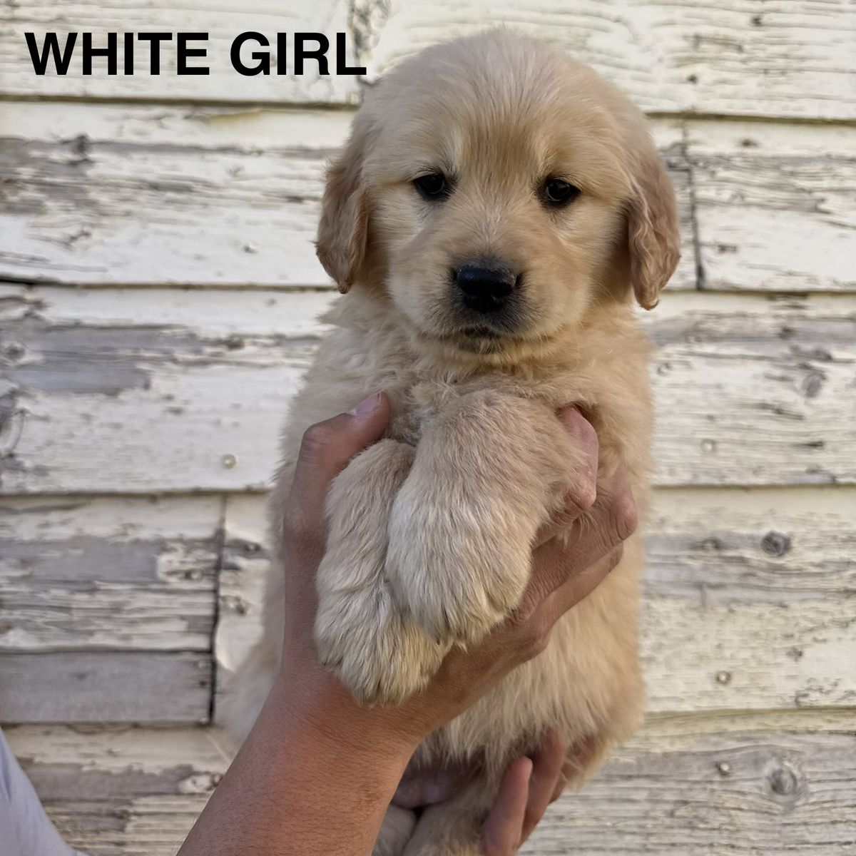 AKC Golden Retrievers