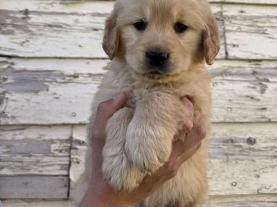 AKC Golden Retrievers