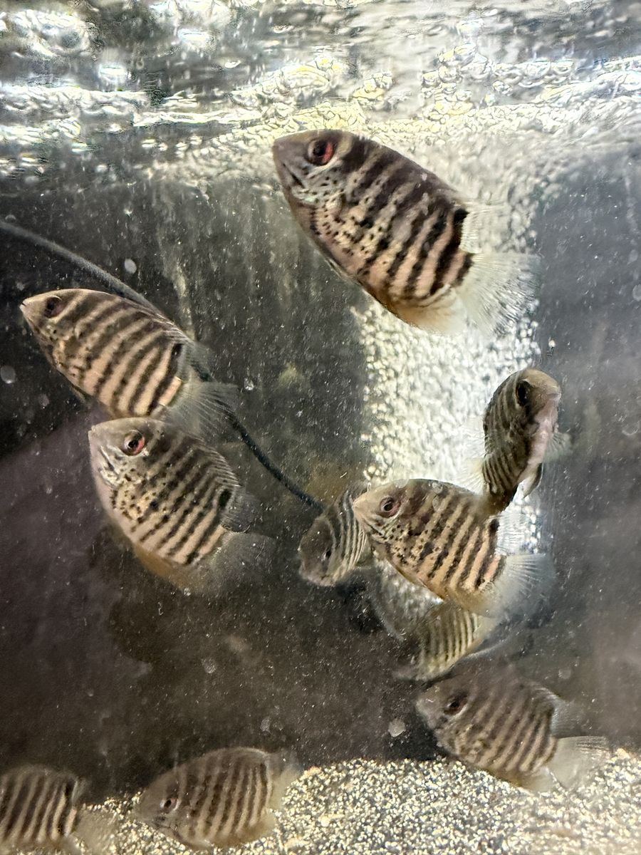 F1 Heros Notatus Guyana Severums