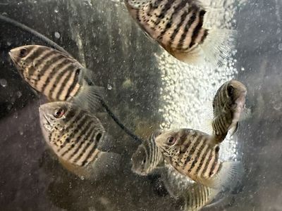 F1 Heros Notatus Guyana Severums