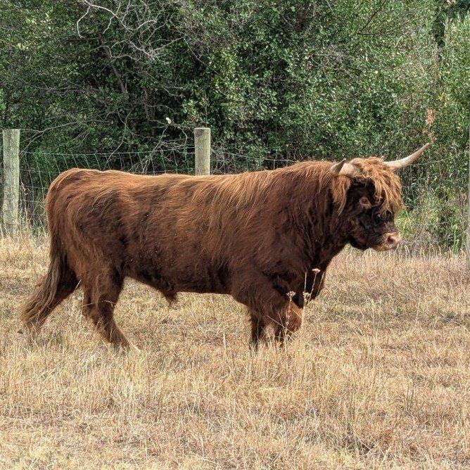 Highland Bull 