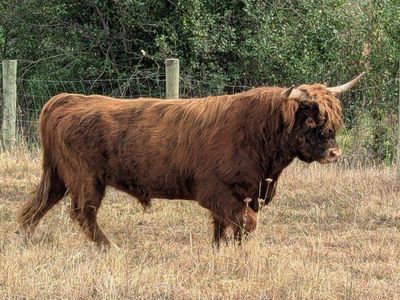 Highland Bull