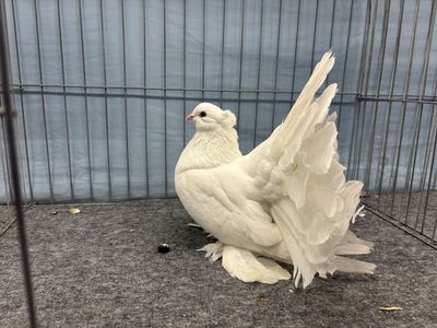 IndIan Fantail Pigeons