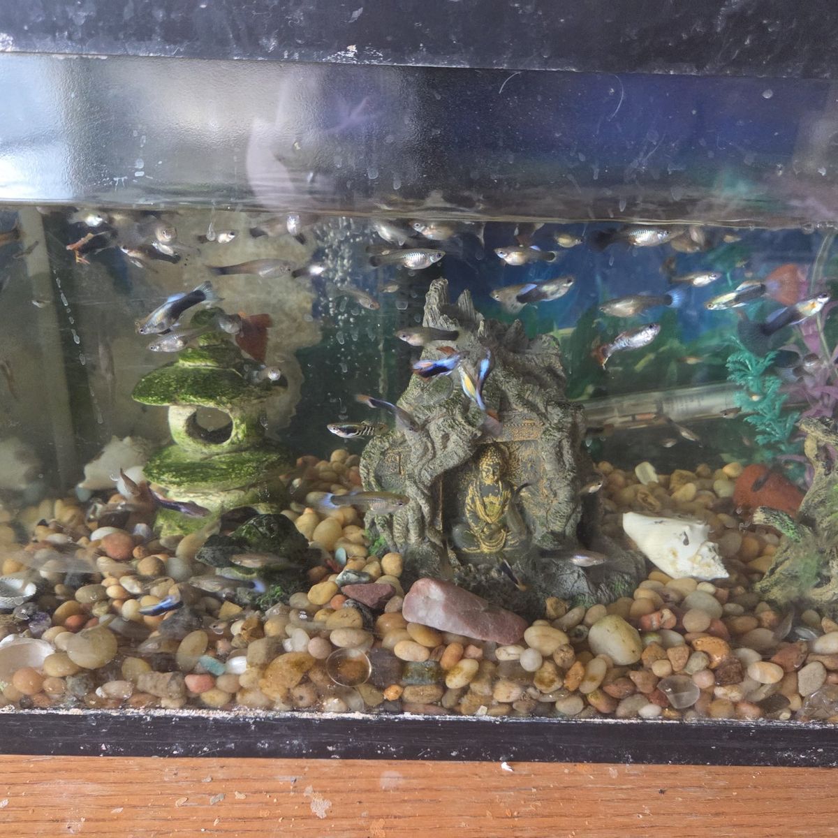 Guppy Fish