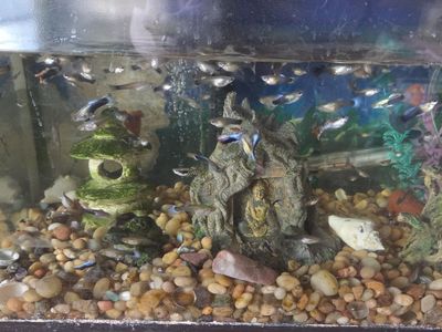 Guppy Fish
