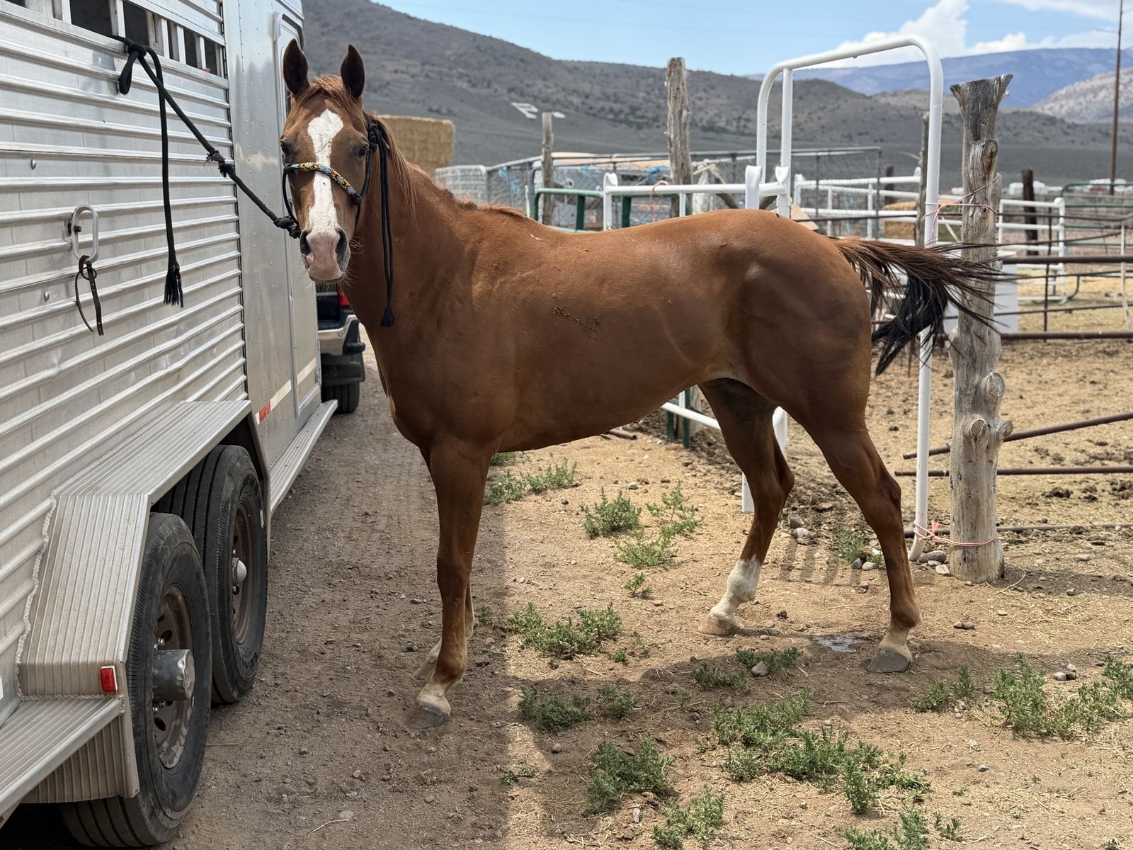 8 year old broke mare registered