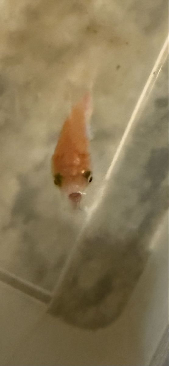 FREE Goldfish and Tetra Goldfish Variety Pellets & AquaSafe Water Conditioner