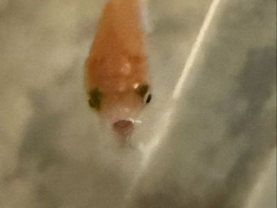 FREE Goldfish and Tetra Goldfish Variety Pellets & AquaSafe Water Conditioner
