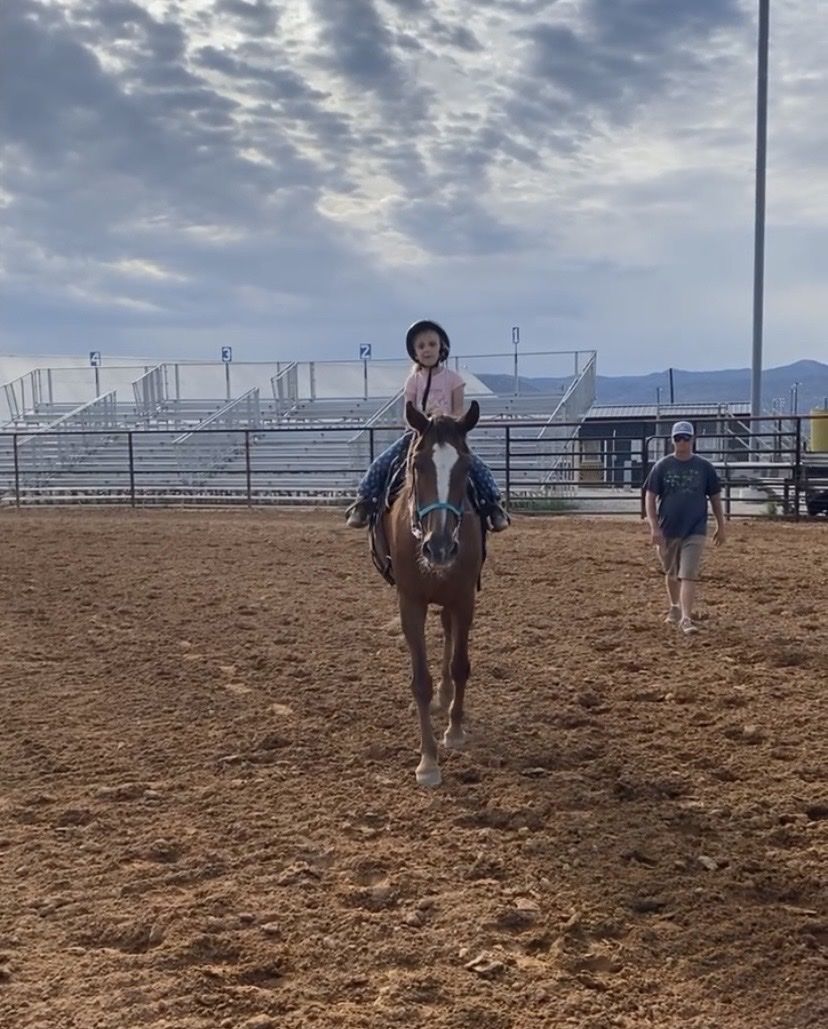 Beginner horse