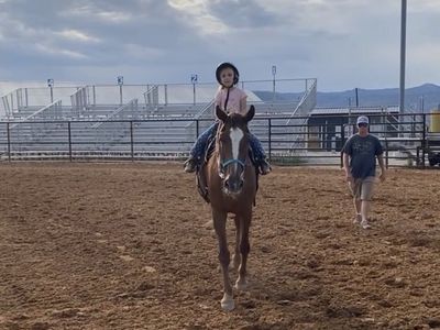 Beginner horse