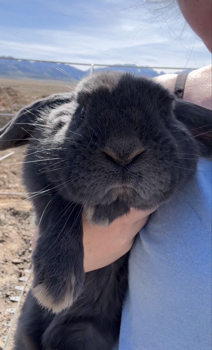 Holland Lop Bunny MaLe Free