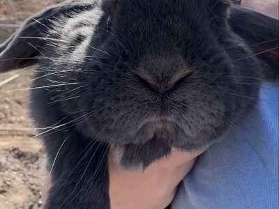 Holland Lop Bunny MaLe Free