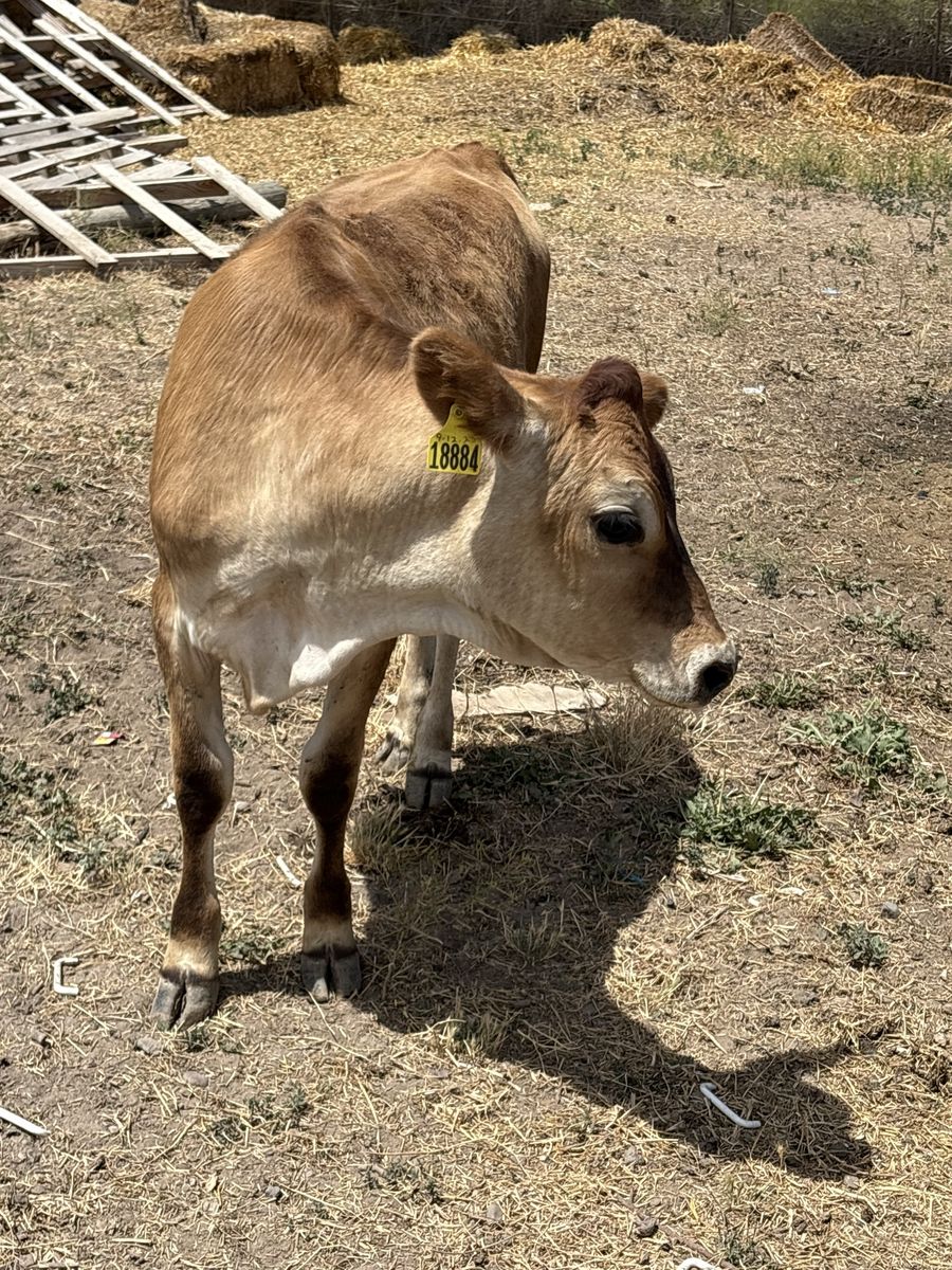 Heifers cows ready for pasture 