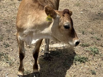 Heifers cows ready for pasture