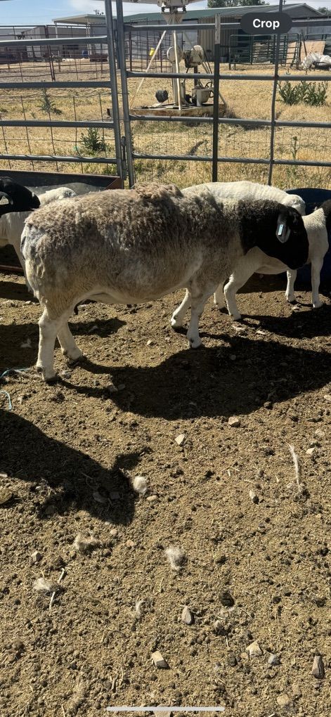 Registerd Pregnant Dorper Ewe