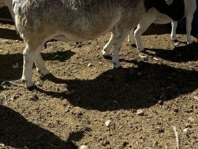 Registerd Pregnant Dorper Ewe