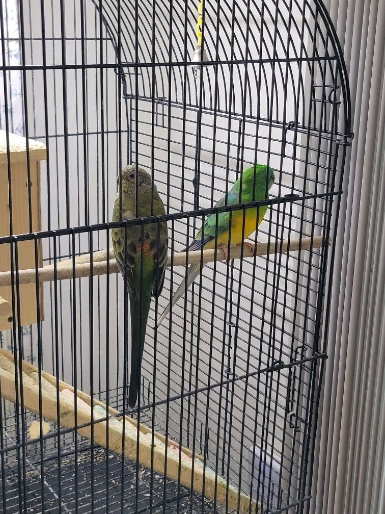 Breeding redrump $200.00 (pair)