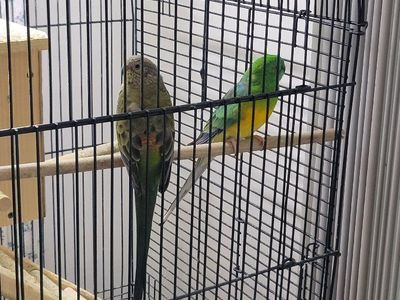 Breeding redrump $200.00 (pair)